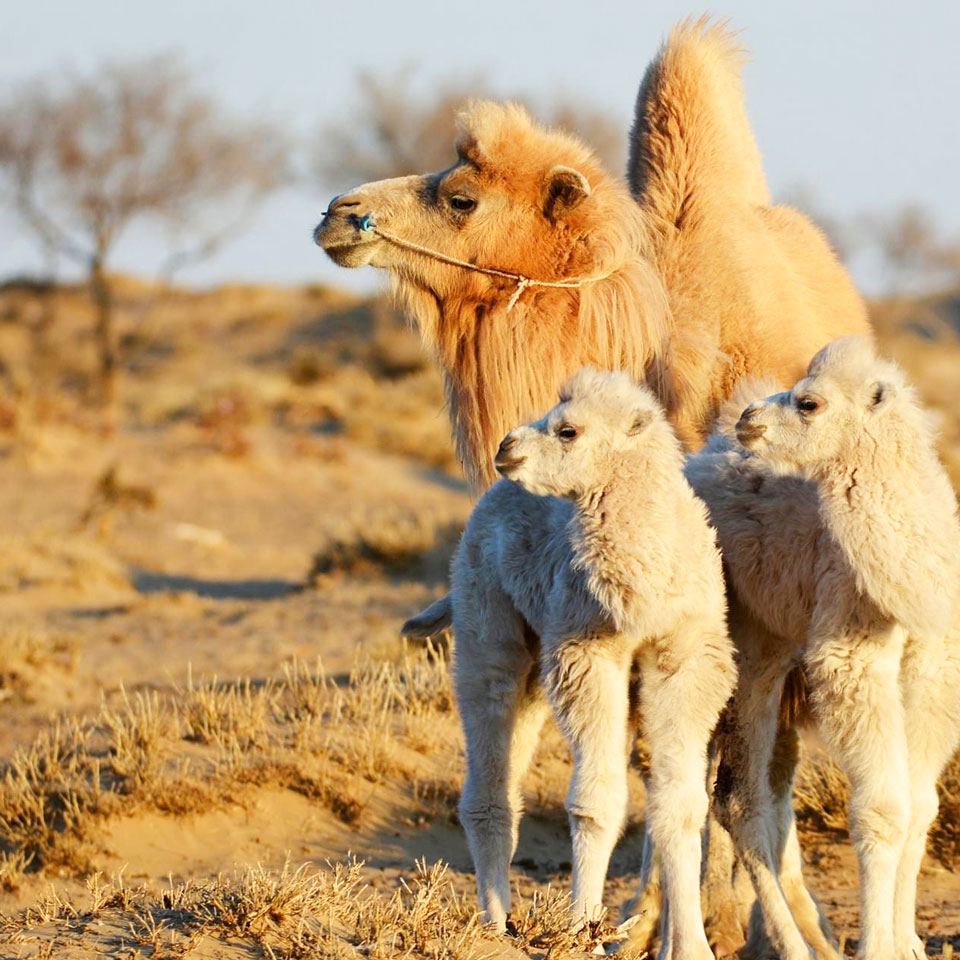 LANGYARNS Noble Nomads Baby camels in the Mongolian desert